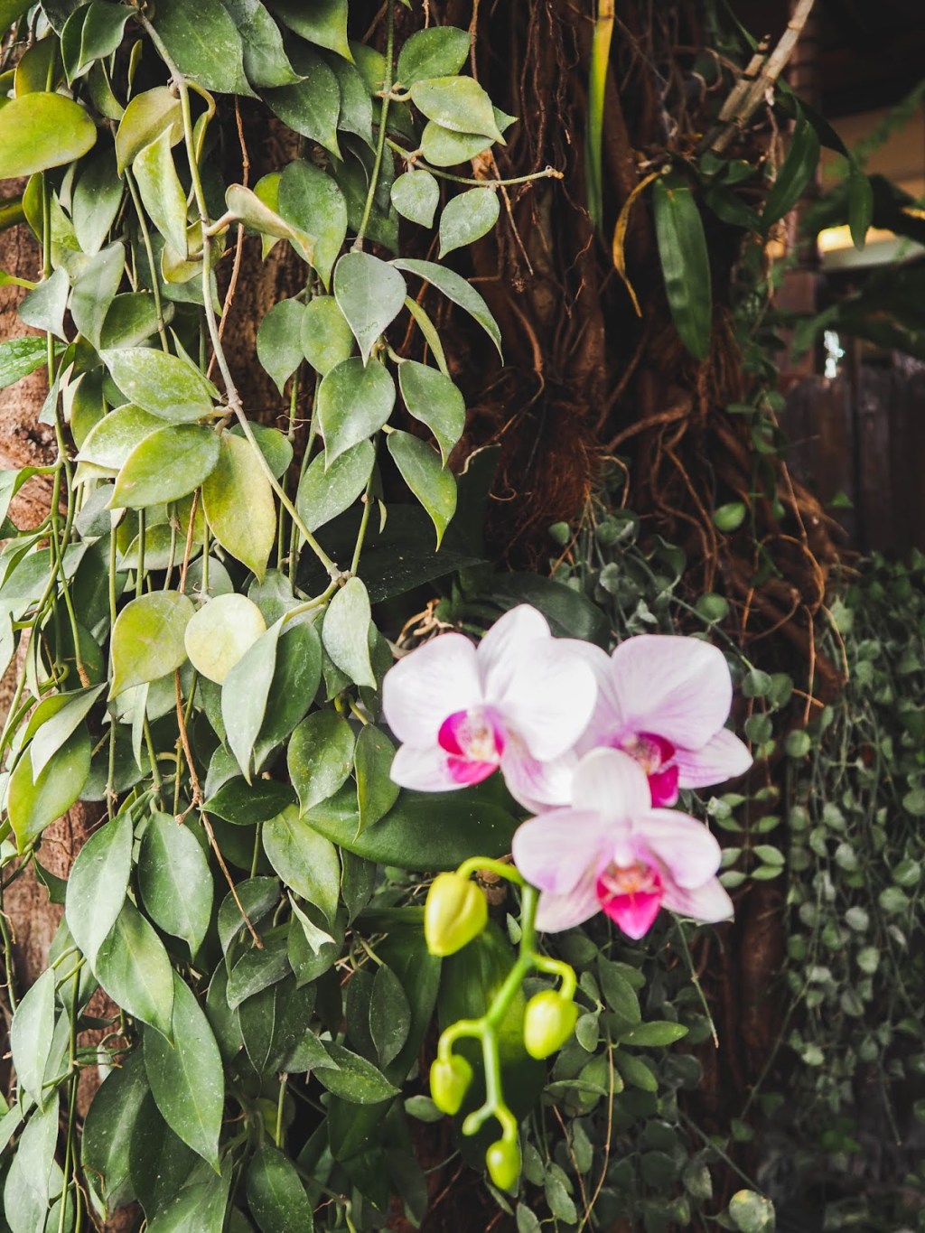 A Travel Guide to Chiang Mai,&nbsp;Thailand